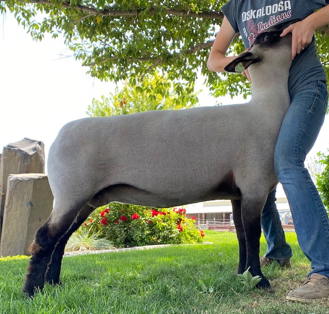 Fisher Club Lambs For Sale