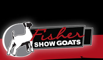 Fisher Boer Goats