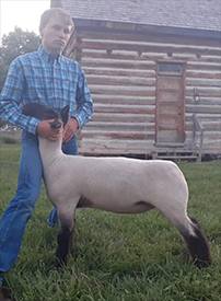 fisher Club Lambs Winners