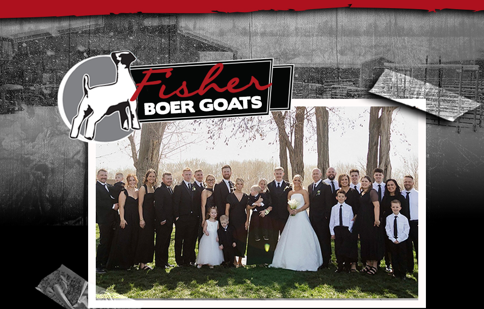 Fisher Boer Goats