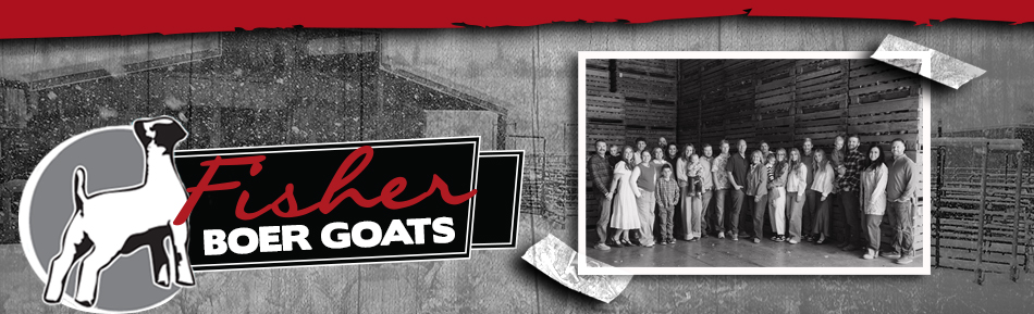 Fisher Boer Goats